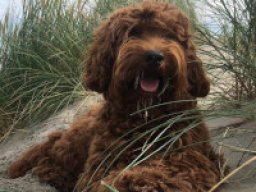 australian_labradoodle_1_20220706_1698250446